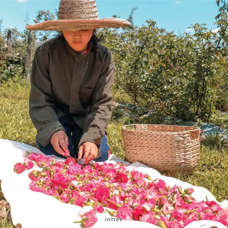 Intree Organic Mountain Mon Rose Soap Bar by Phutawan - Image 6